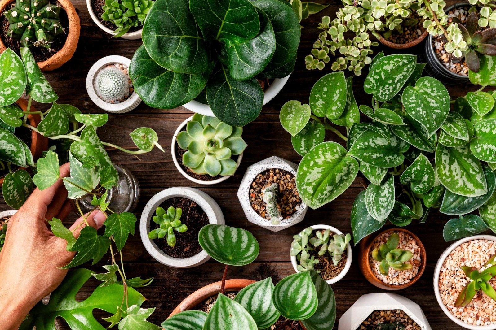 Ayurveda modernă: sănătate și vitalitate naturală