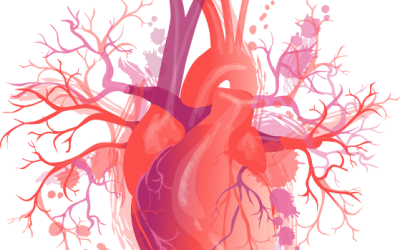 Inima sanatoasa, vase de sange flexibile si curate
