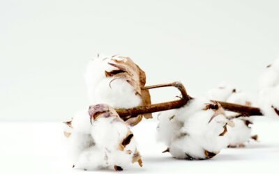 7 plante care au schimbat lumea