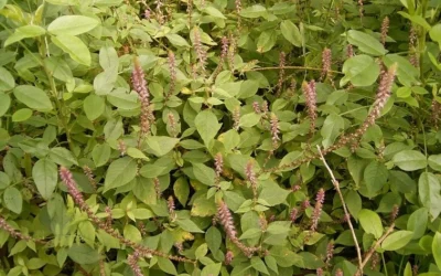 Biciul Diavolului: antioxidant și antiinflamator