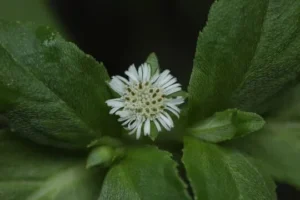 Bhringraj
