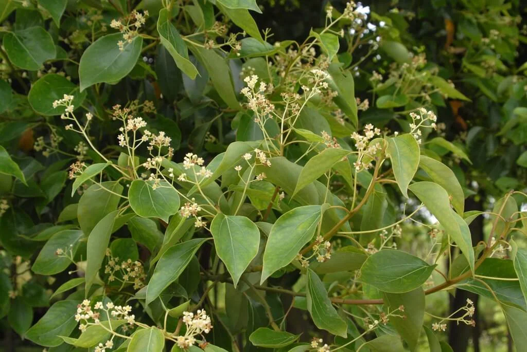 Copacul-Camphor_Cinnamomum-camphora_2_biovitality