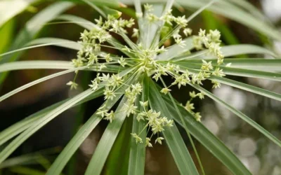 Cypriol: beneficii pentru sănătate