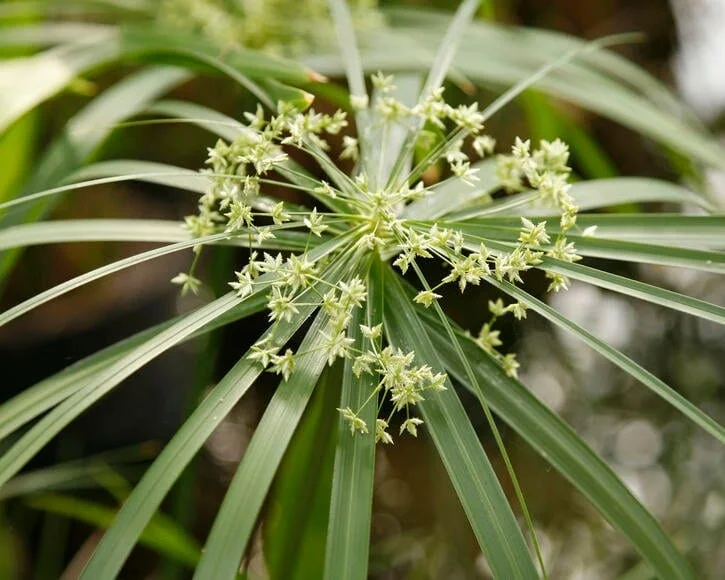 Cyperus-scariosus_4_biovitality