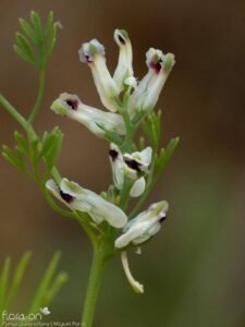 Fumaria parviflora