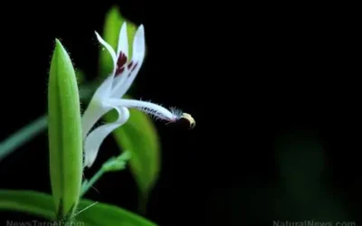 Chiretta Verde: Beneficii pentru Sănătate