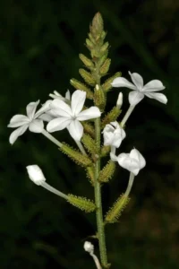 citraka