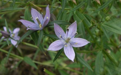 Chirayita: Planta Medicinală Himalayană