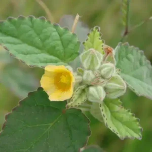 balaka satva