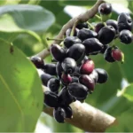 Jamun