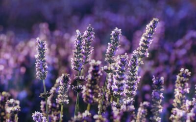 Lavanda: Beneficii pentru sănătate