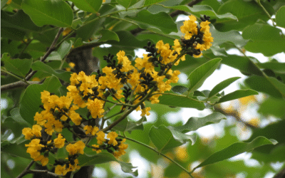 Kino indian: antidiabetic și antiinflamator