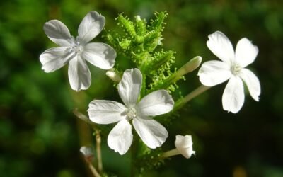 Citraka: beneficii pentru sanănătate