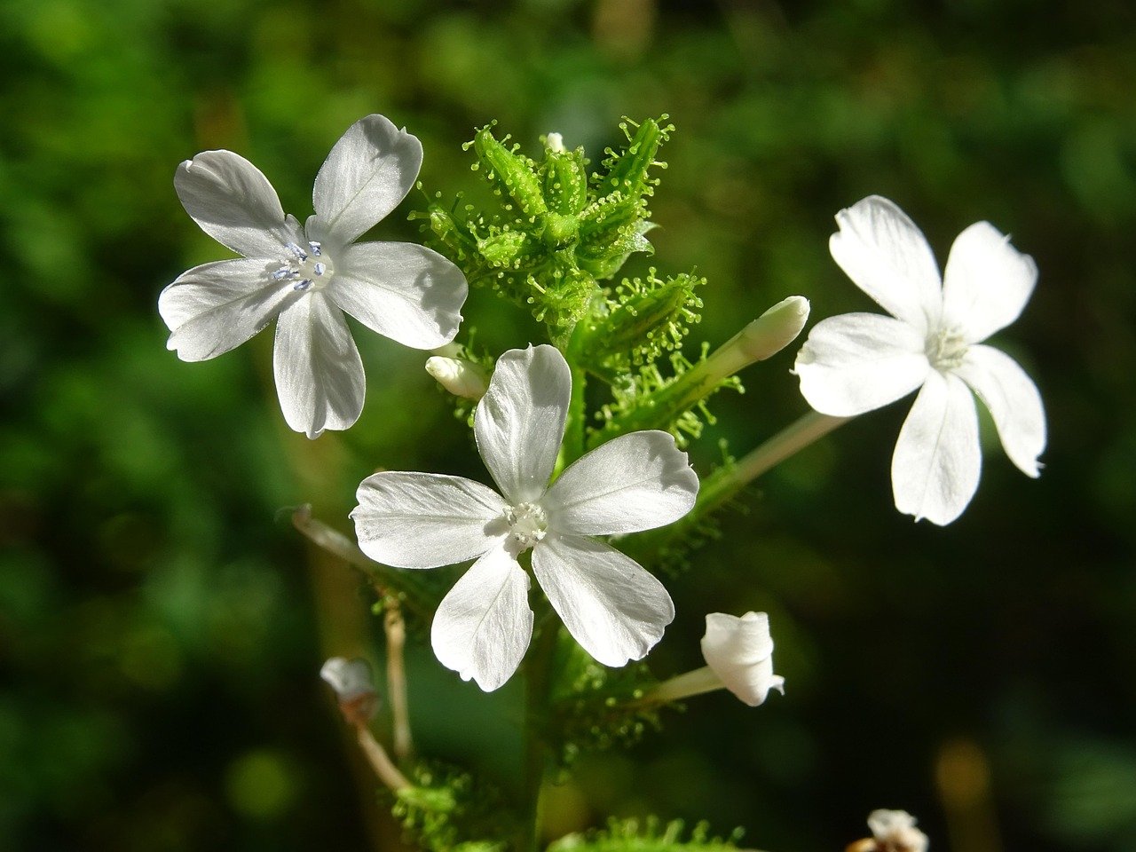 flowers-6858868_1280