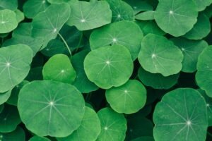 gotu kola