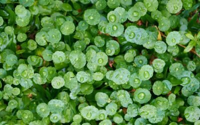 Gotu kola: beneficii pentru sănătate