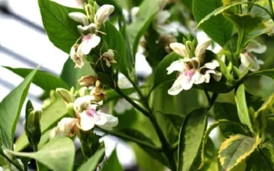 Adhatoda vasica (Vasa): Beneficiile pentru sănătate