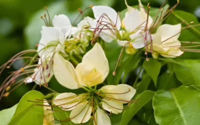 Varuna: beneficii, proprietăți și utilizări terapeutice