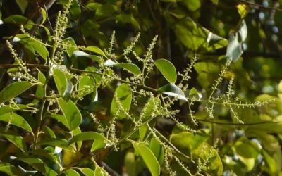 Vidanga (Embelia ribes): Beneficiile pentru sănătate