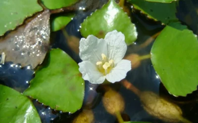 Singhara: Beneficiile pentru sănătate