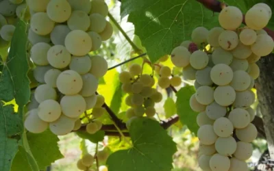 Vița-de-Vie (Vitis vinifera): Beneficiile Sănătății